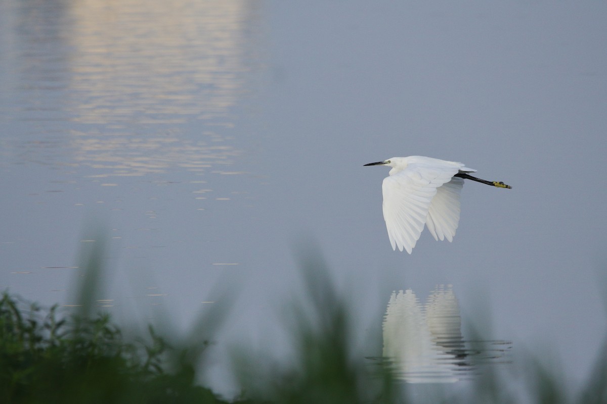 Little Egret - ML618701869