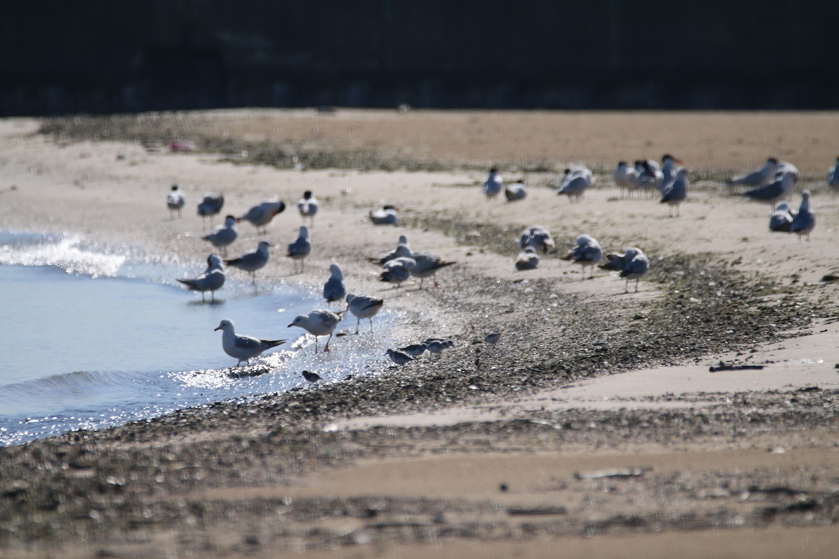 Least Sandpiper - Susannah Hera