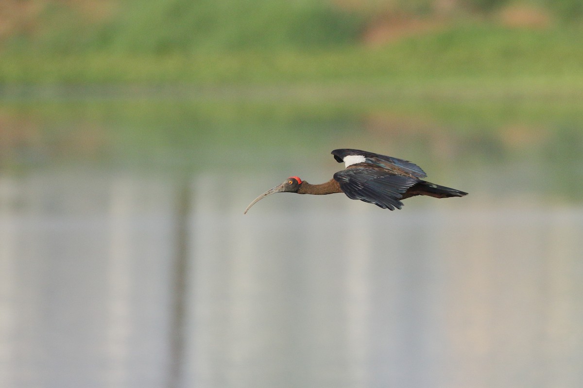 Red-naped Ibis - ML618701876