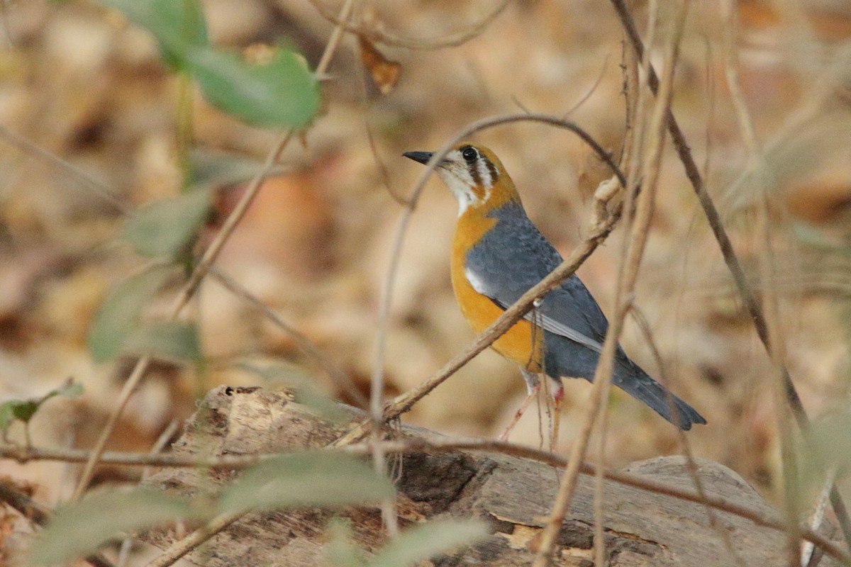 Orange-headed Thrush - ML618701884