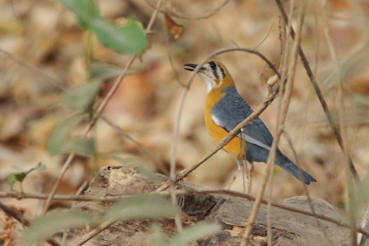 Orange-headed Thrush - Arghya Sinha