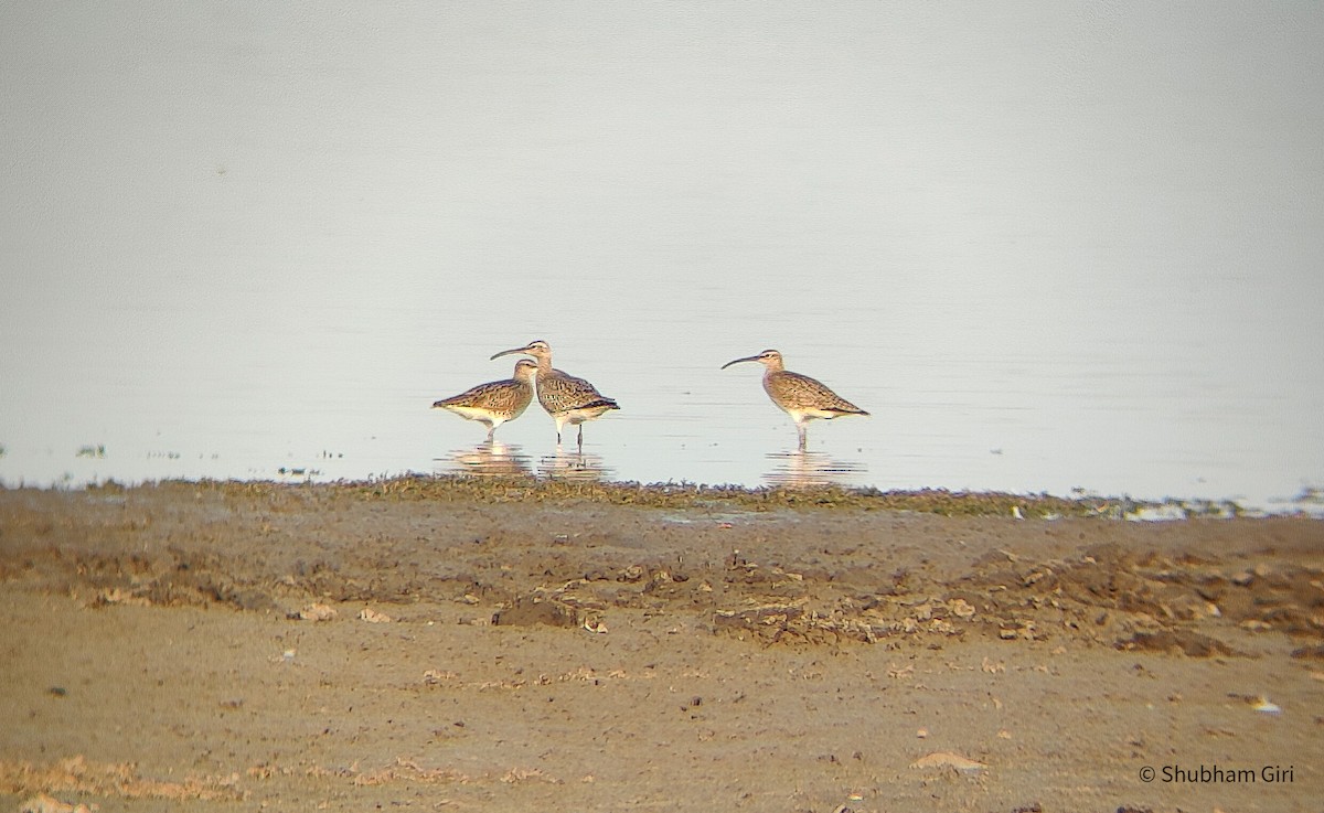 Whimbrel - Shubham Giri