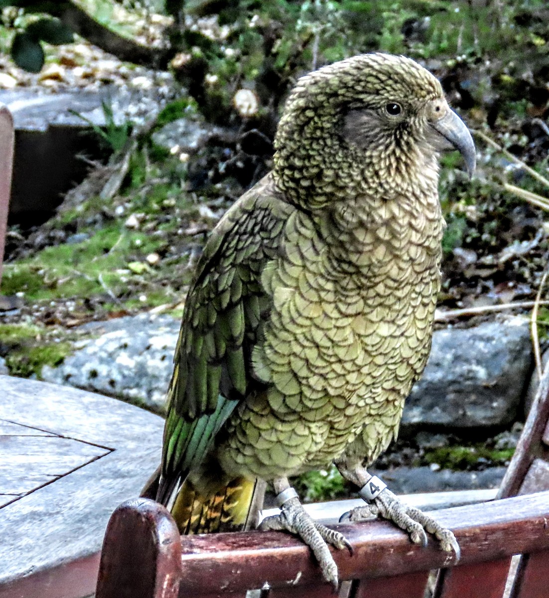 Kea - ML618701950