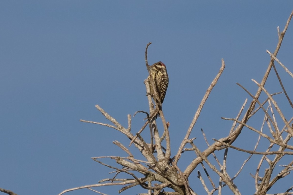 Checkered Woodpecker - ML618701952