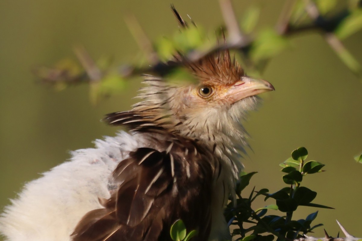 Guira Cuckoo - Gonzalo Galan