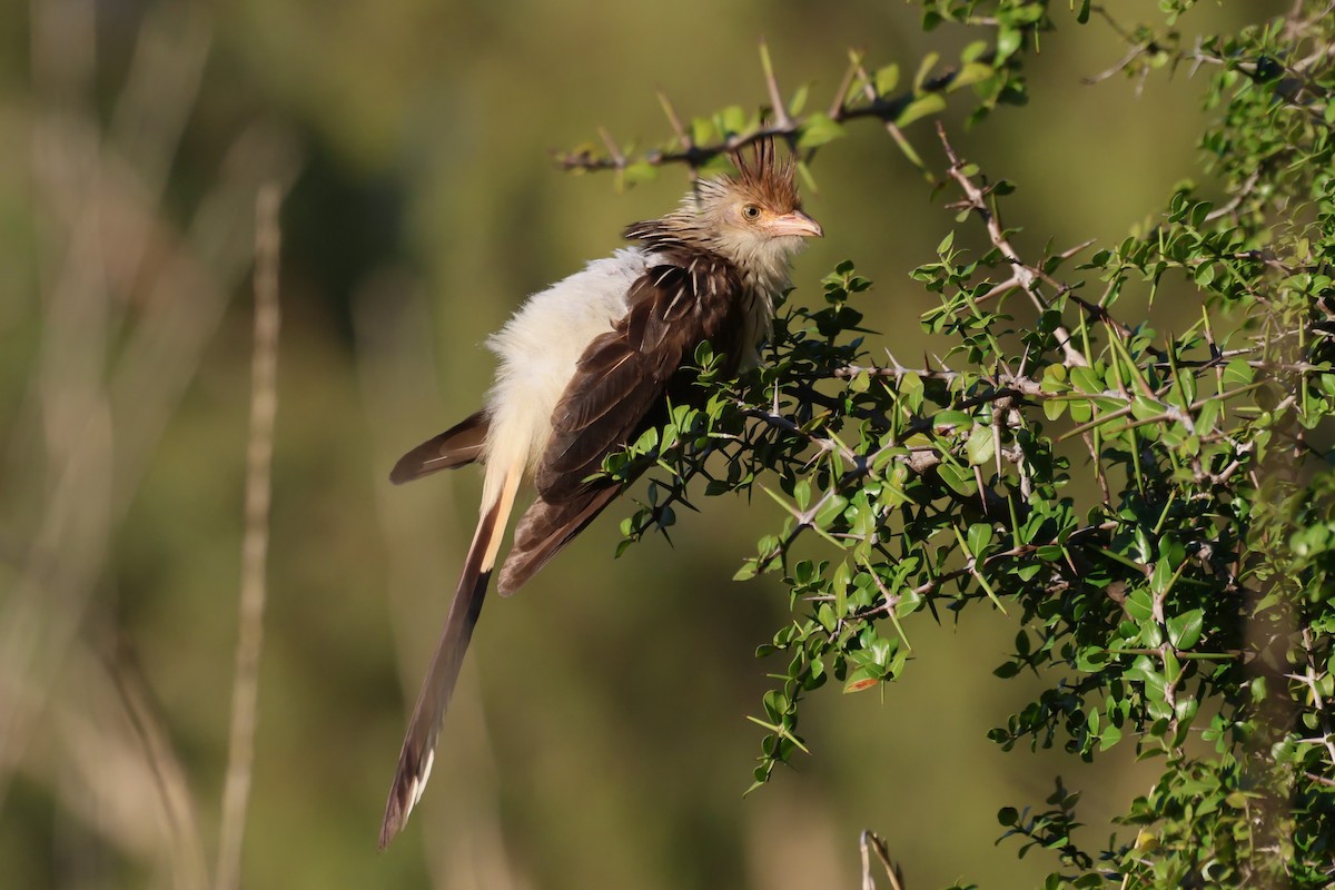 Guira Cuckoo - ML618701984