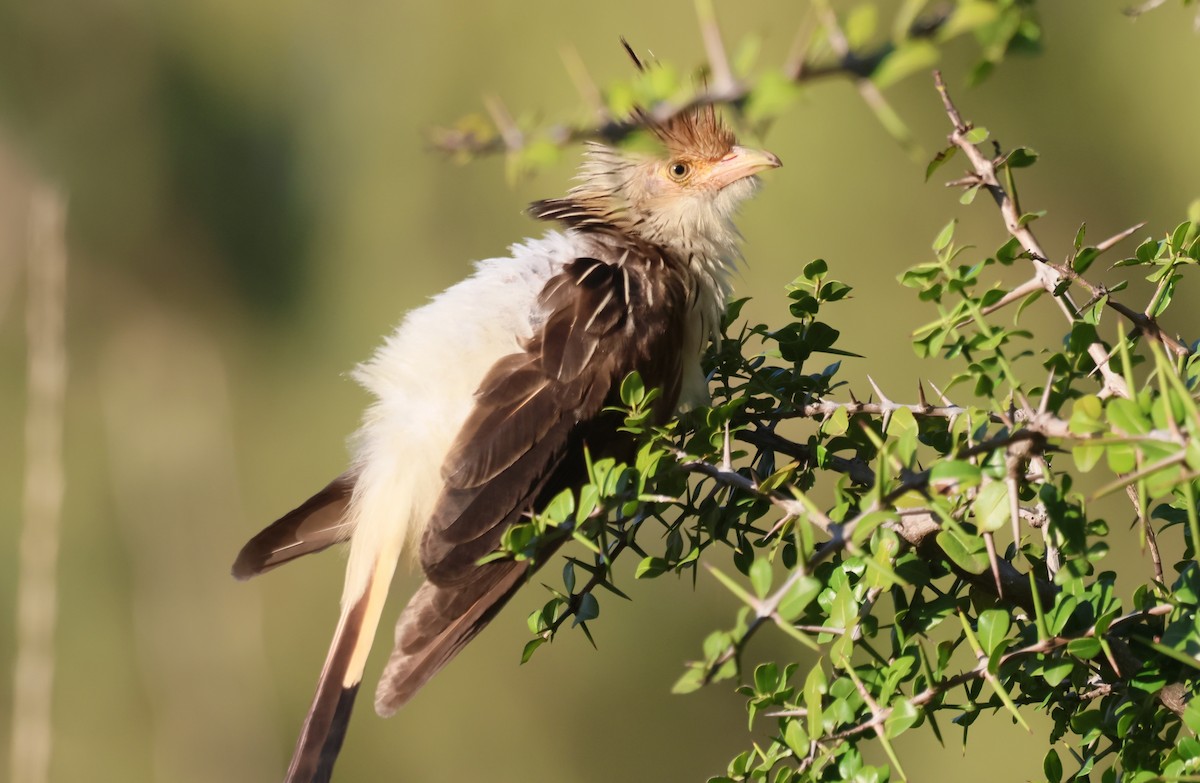 Guira Cuckoo - ML618701985