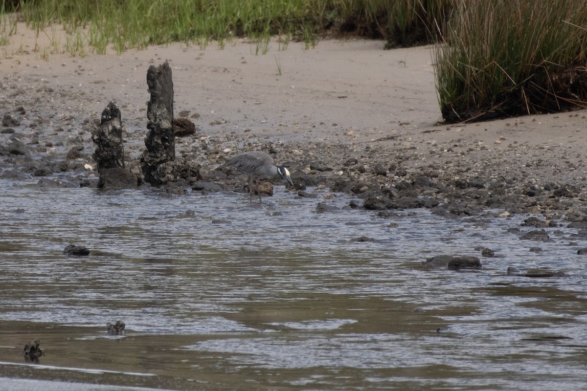 Yellow-crowned Night Heron - ML618701987