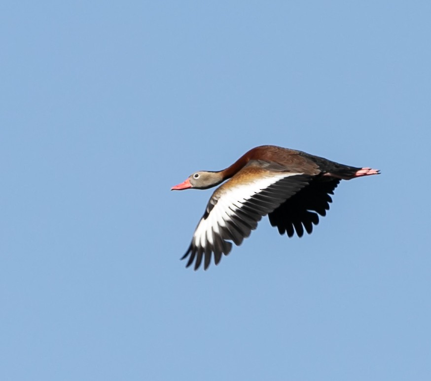 Black-bellied Whistling-Duck - ML618701999