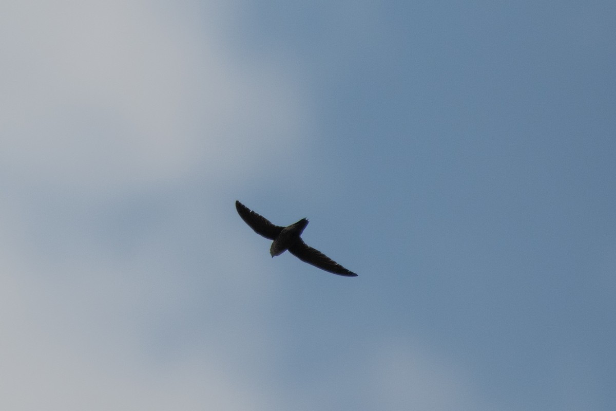 Chimney Swift - ML618702015