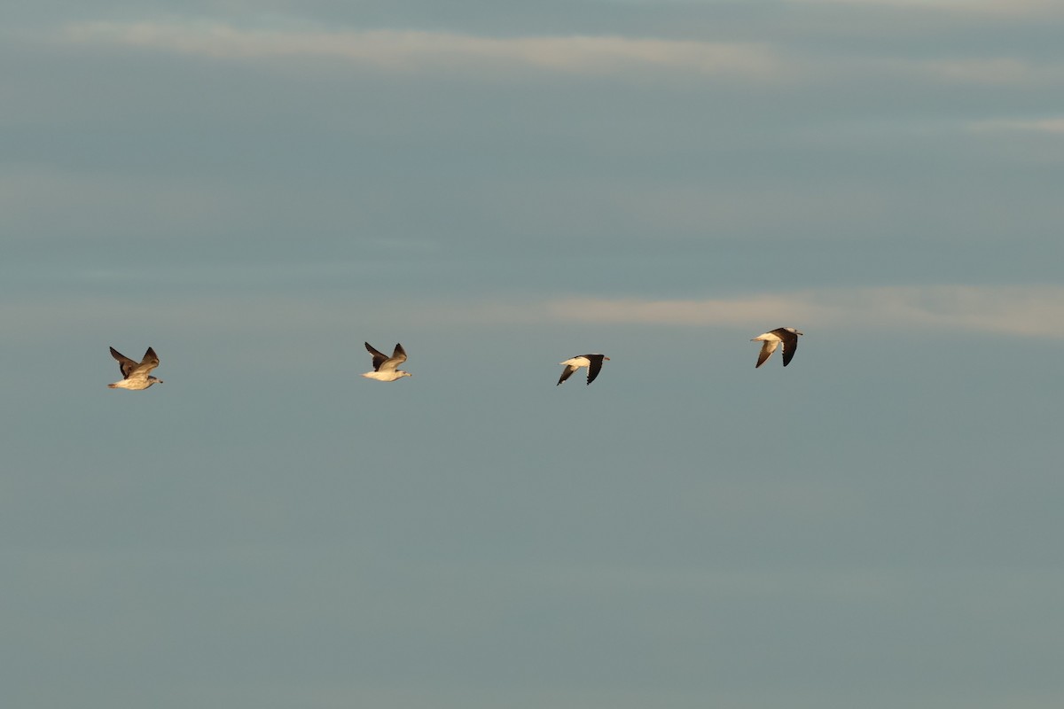 Kelp Gull - ML618702020