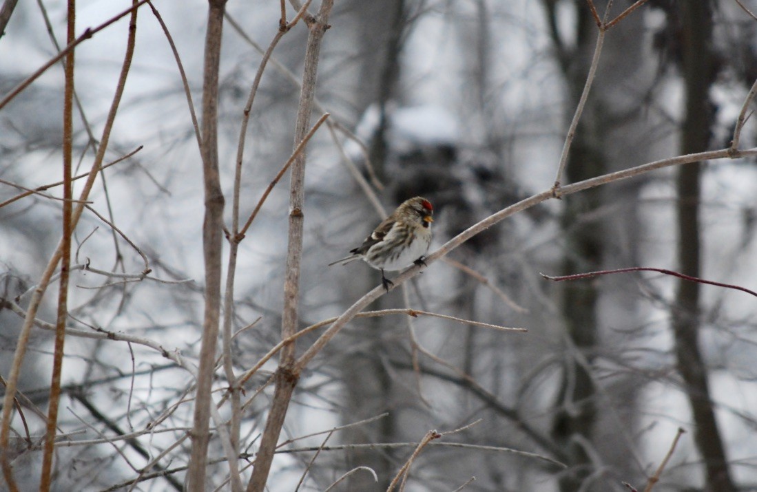 Common Redpoll - ML618702024