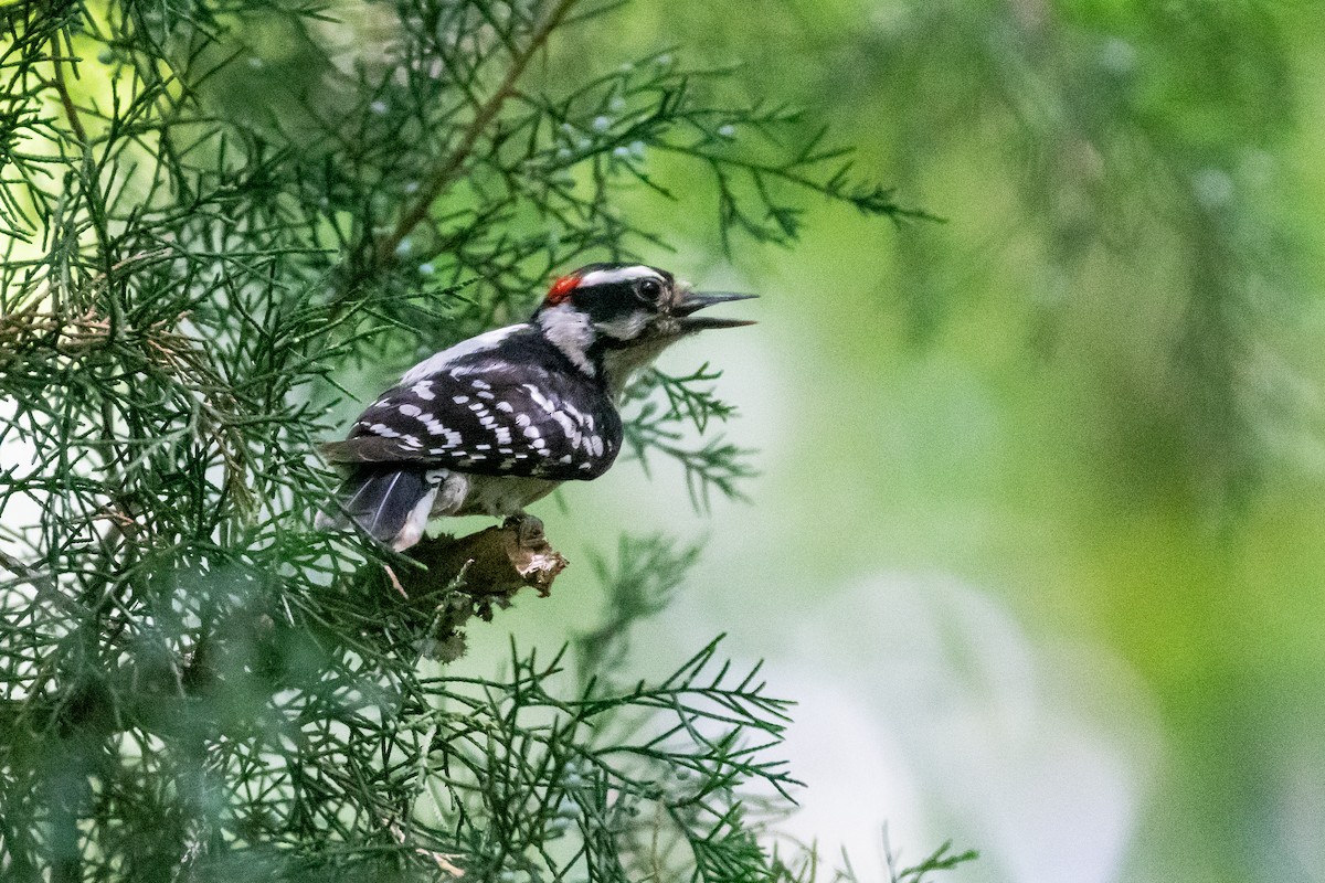 Downy Woodpecker - ML618702032