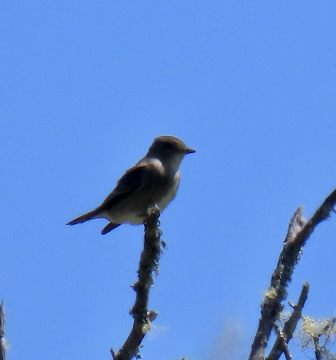 Olive-sided Flycatcher - ML618702036