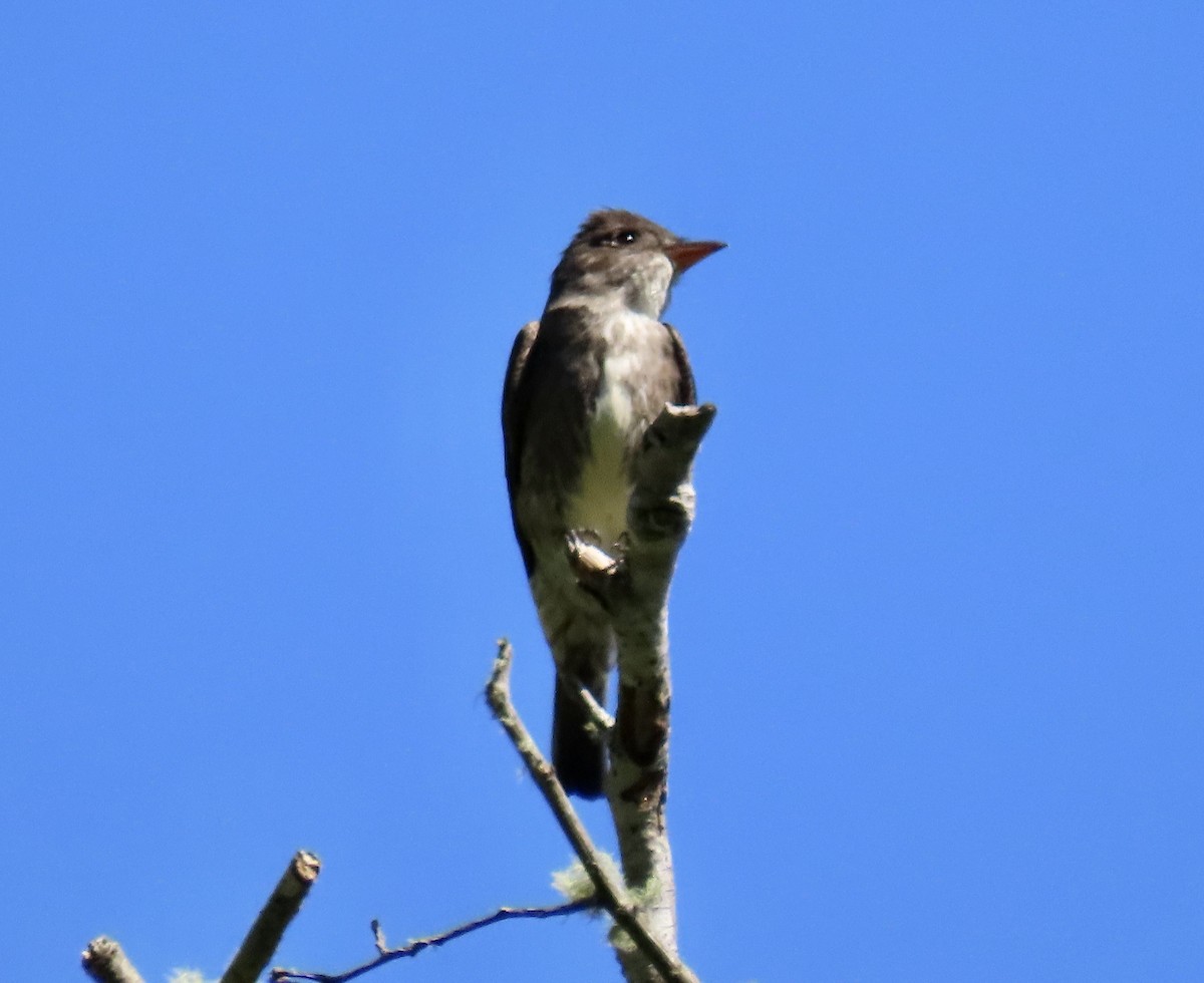 Olive-sided Flycatcher - ML618702101