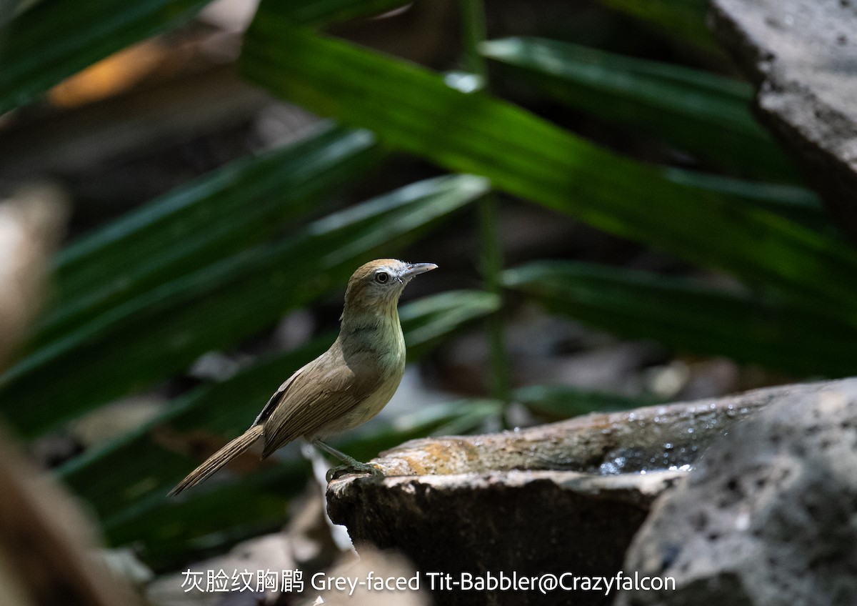 Gray-faced Tit-Babbler - ML618702111