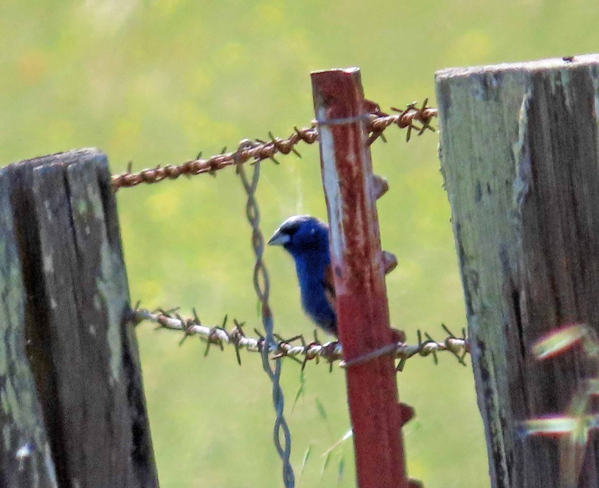 Blue Grosbeak - Sharon Hull