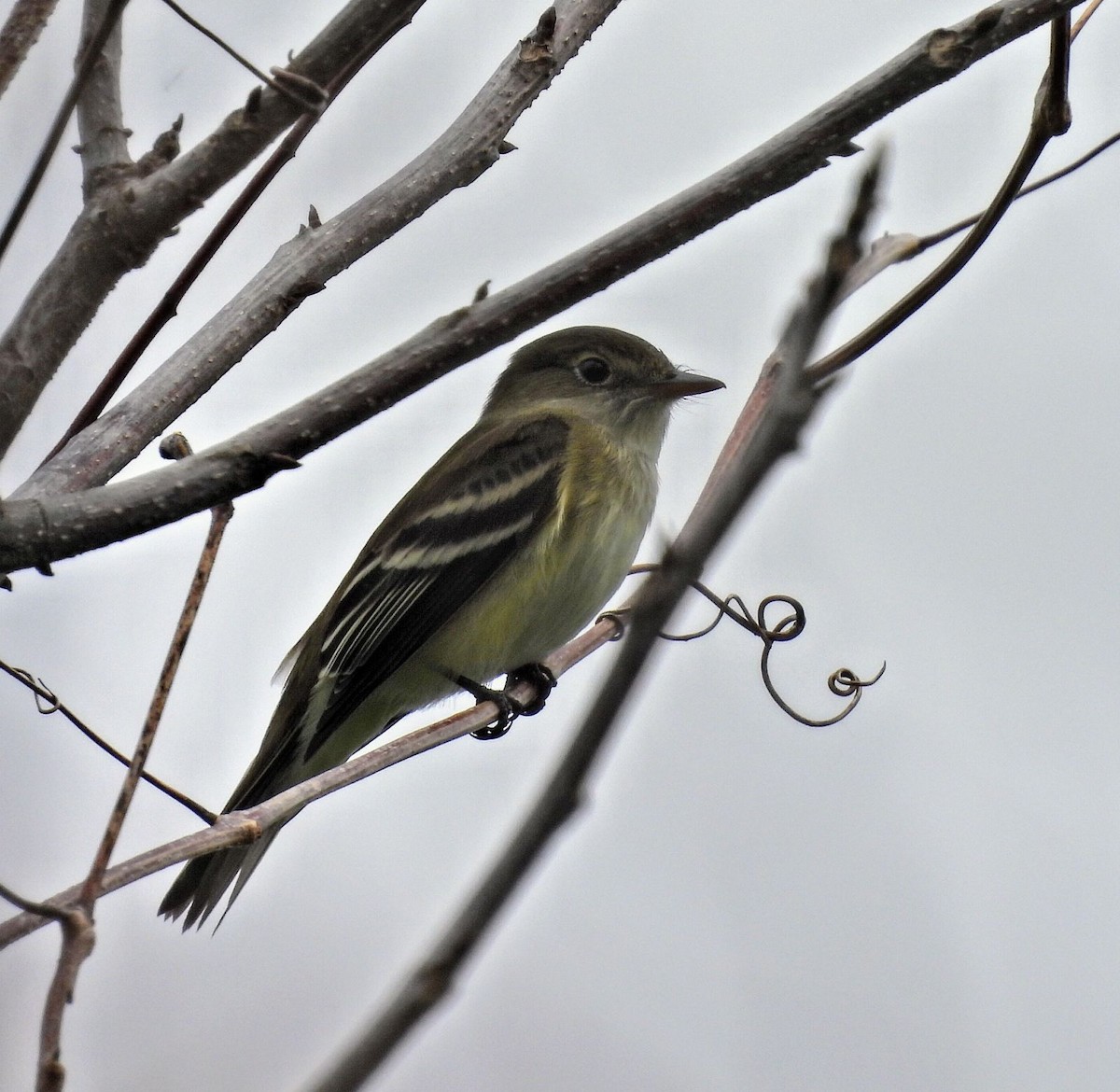 Alder Flycatcher - ML618702126