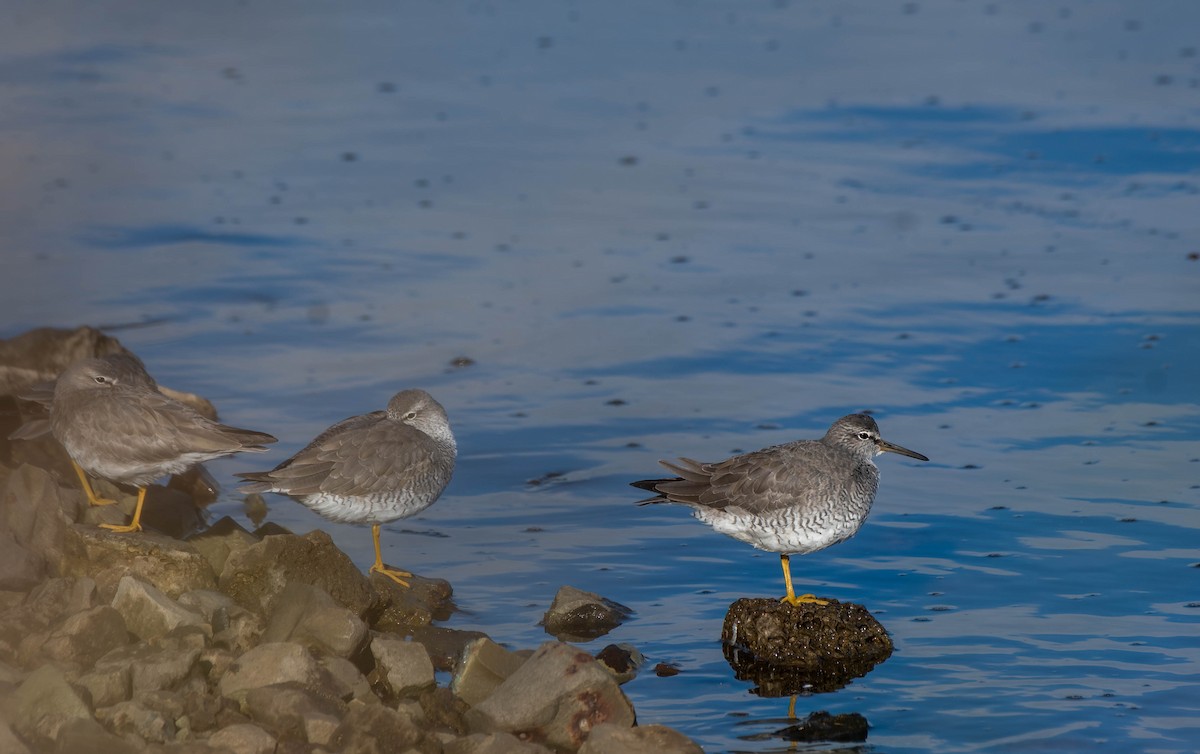 Gray-tailed Tattler - Gordon Arthur