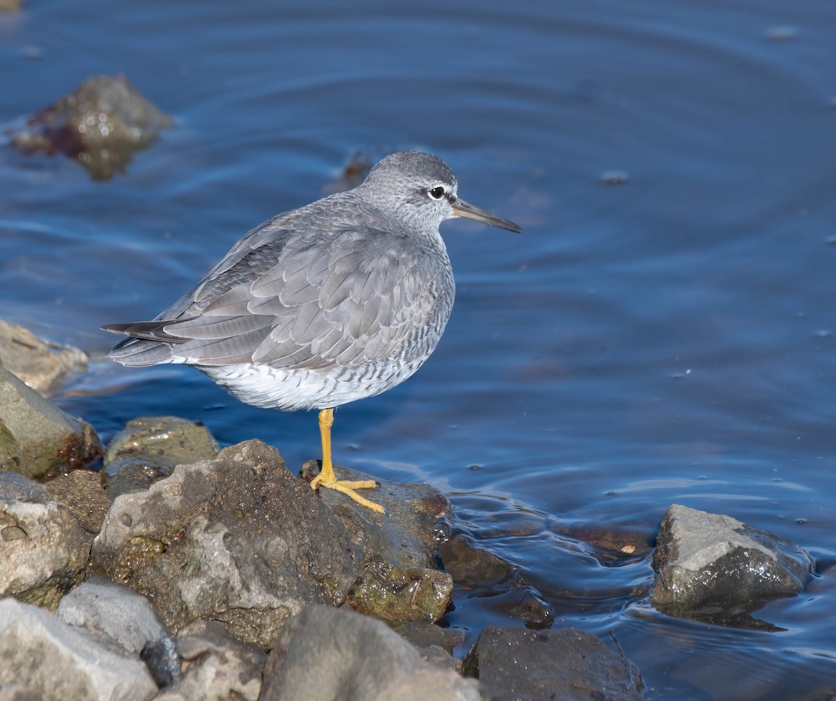 Gray-tailed Tattler - Gordon Arthur