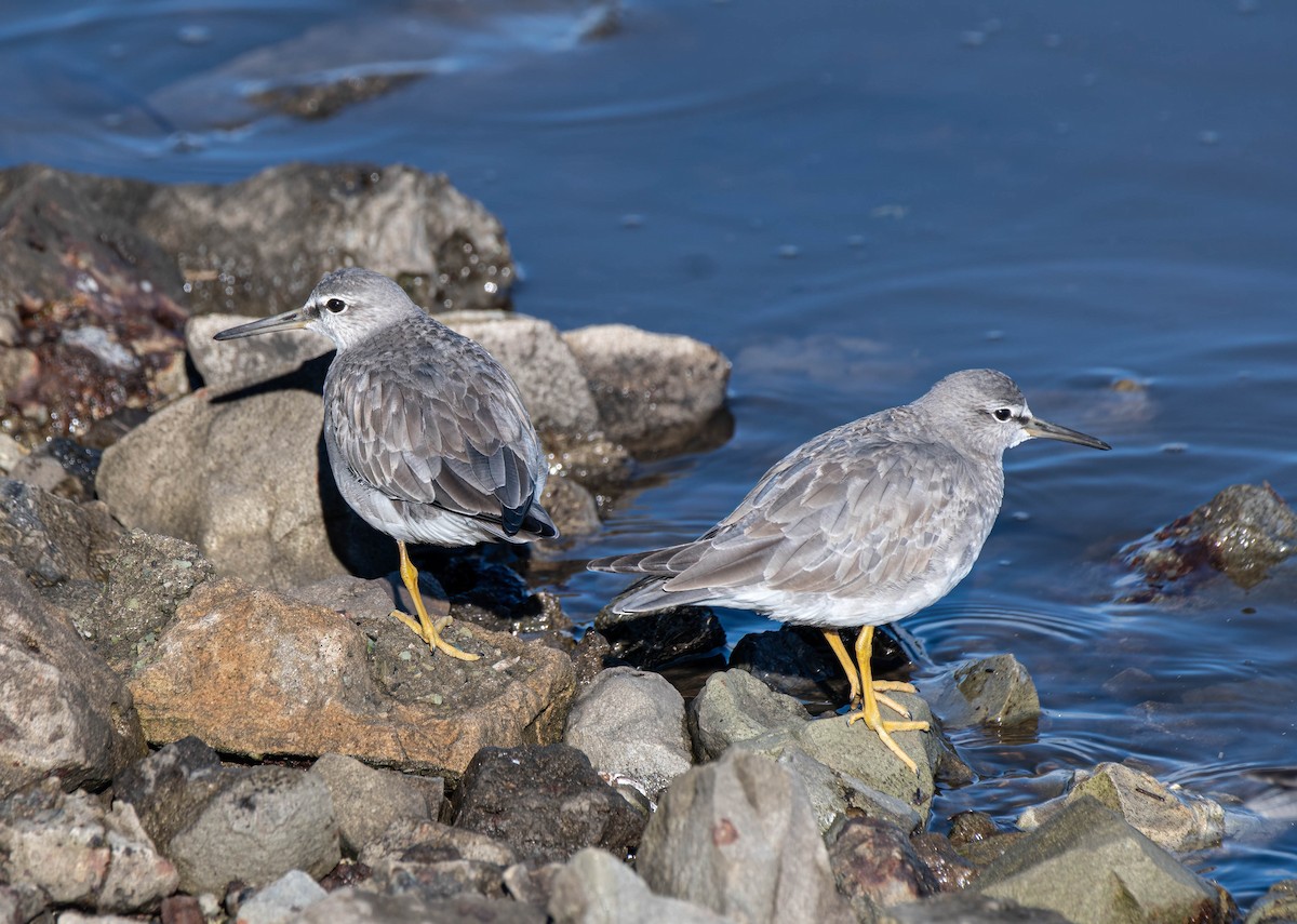 Gray-tailed Tattler - Gordon Arthur