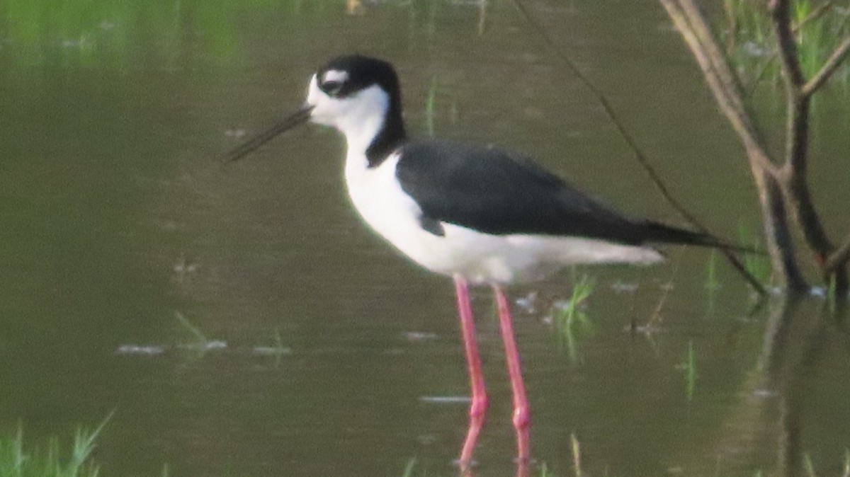 Black-necked Stilt - Gregory Allen