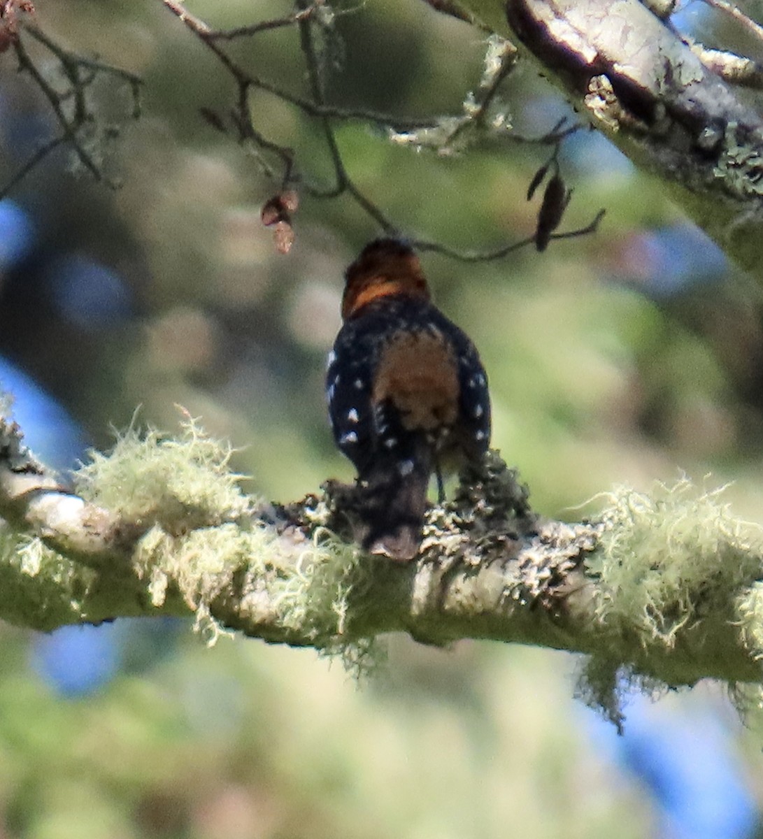 Cardinal à tête noire - ML618702168