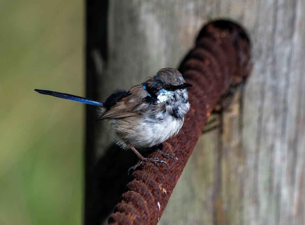 Superb Fairywren - ML618702171