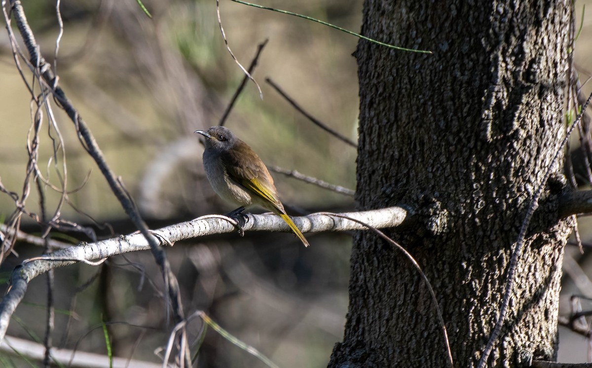 Brown Honeyeater - ML618702175