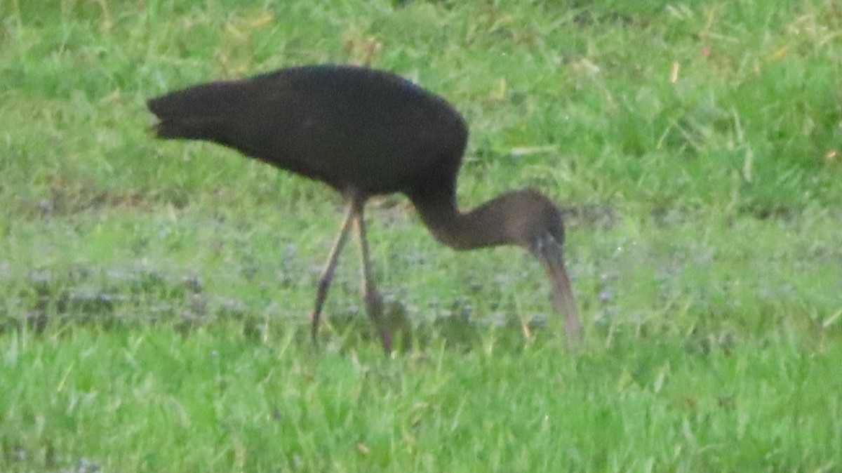 Glossy Ibis - ML618702243