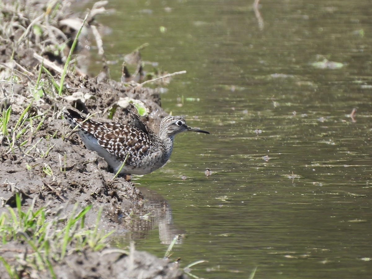 Wood Sandpiper - ML618702269