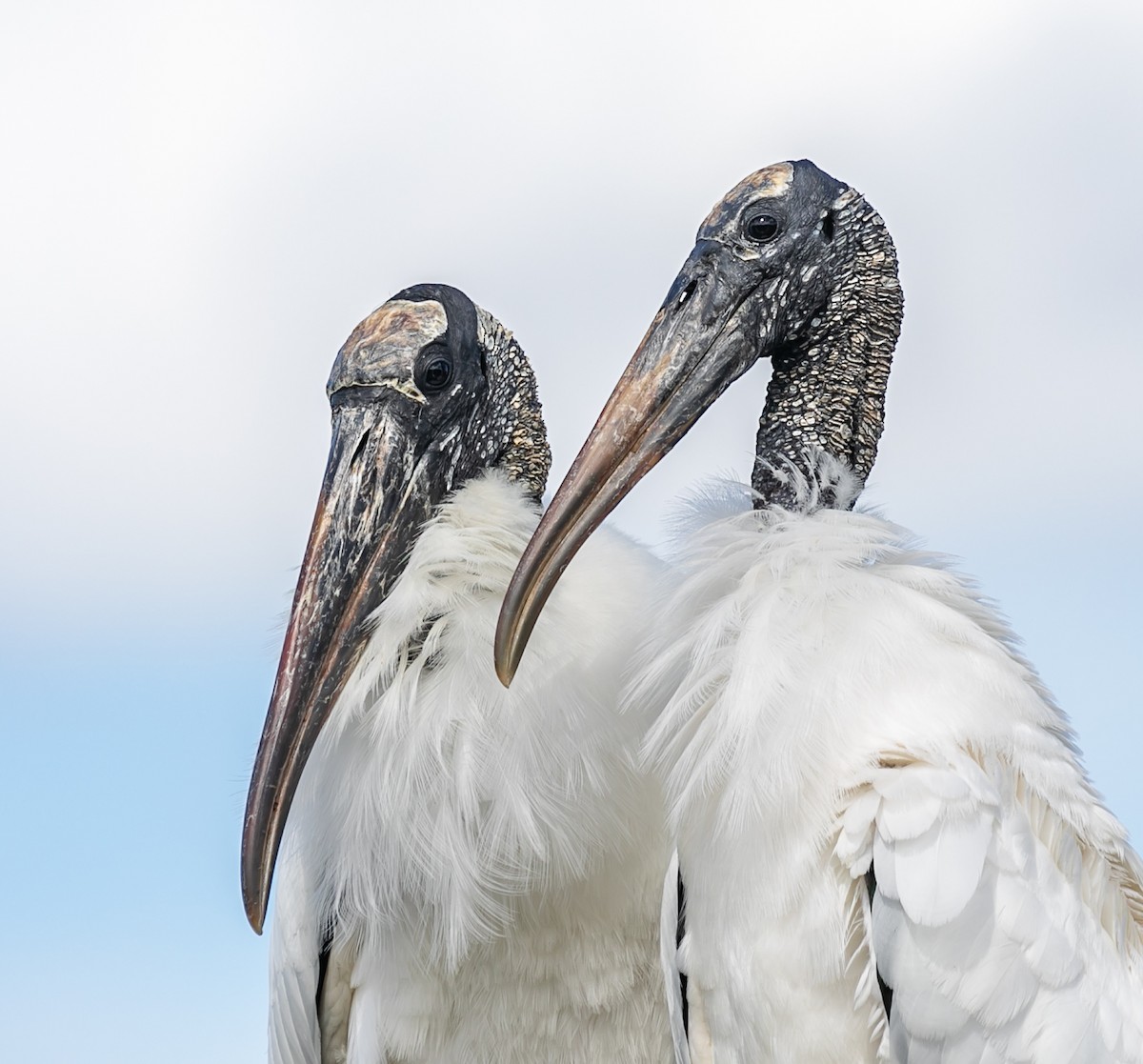 Wood Stork - Damon Haan