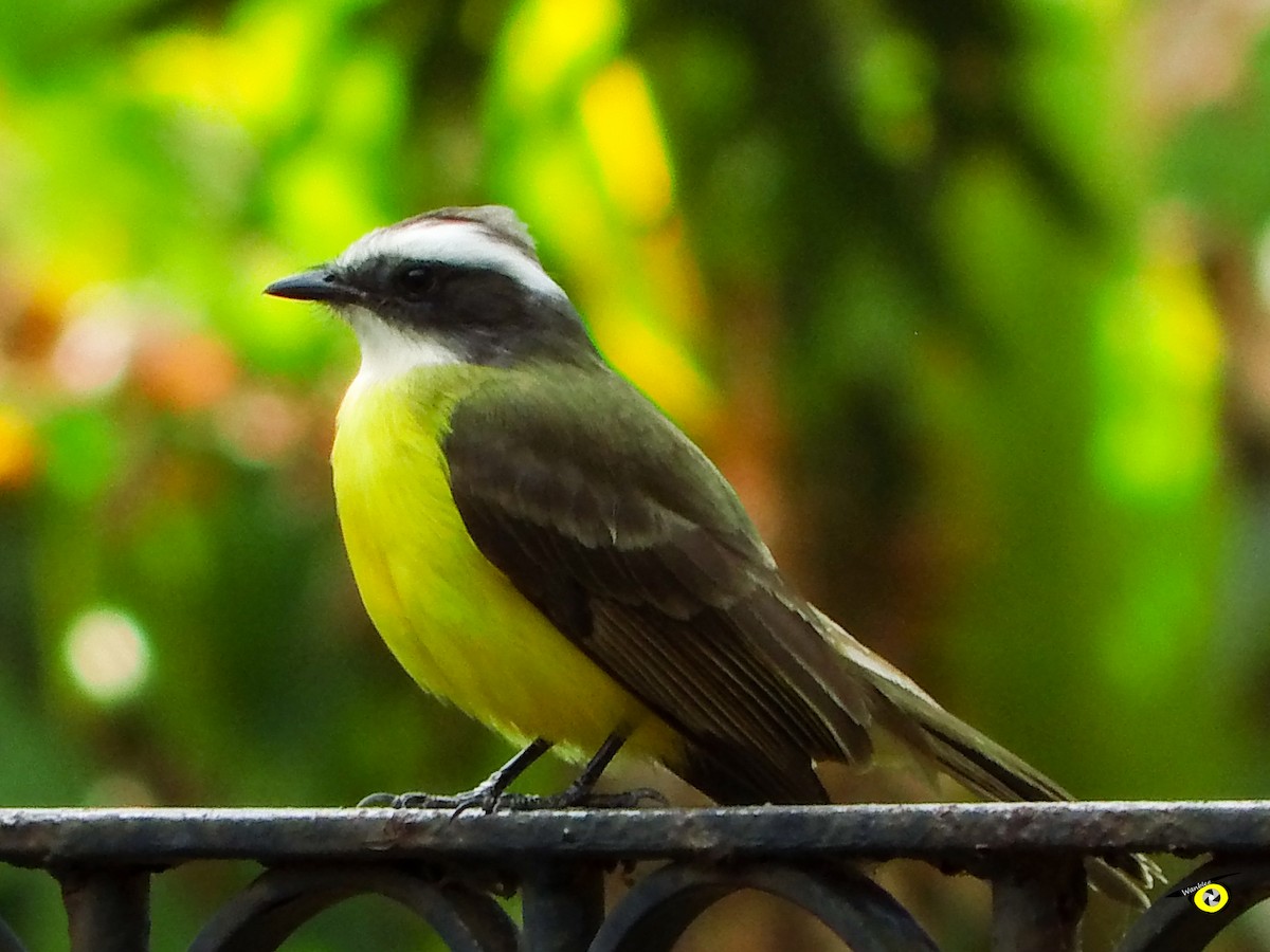 Social Flycatcher - Christophe Lecocq