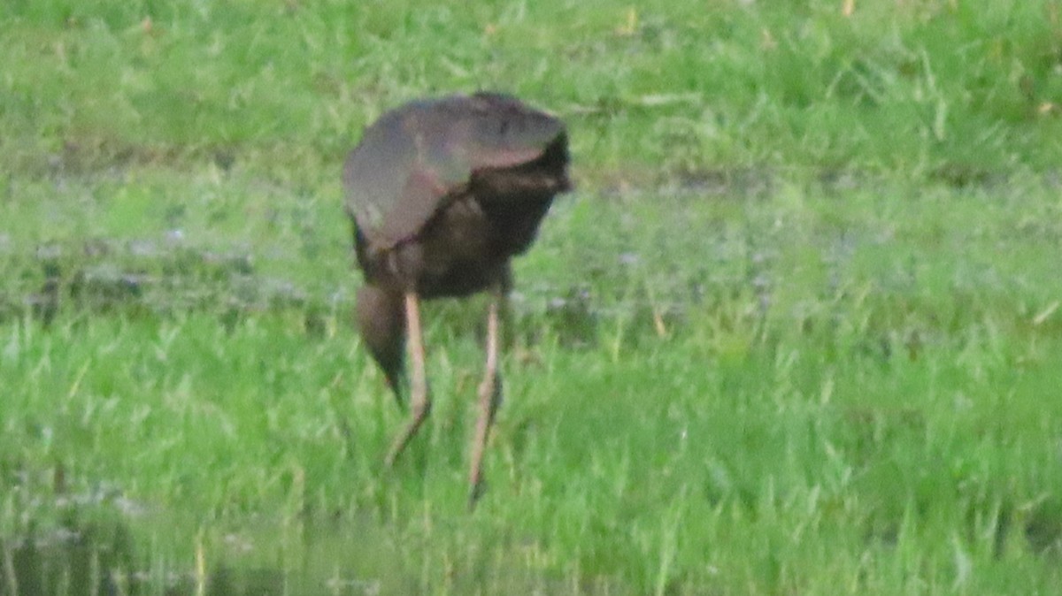 Glossy Ibis - Gregory Allen