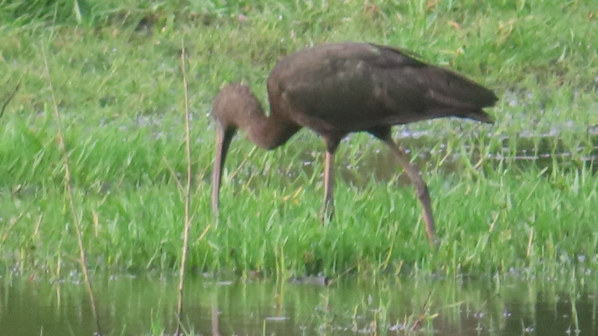 Glossy Ibis - ML618702305