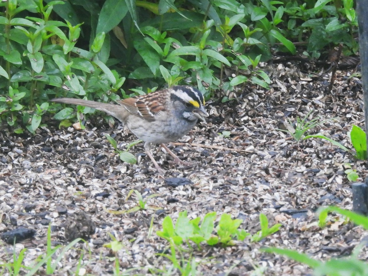 White-throated Sparrow - Sue Ascher