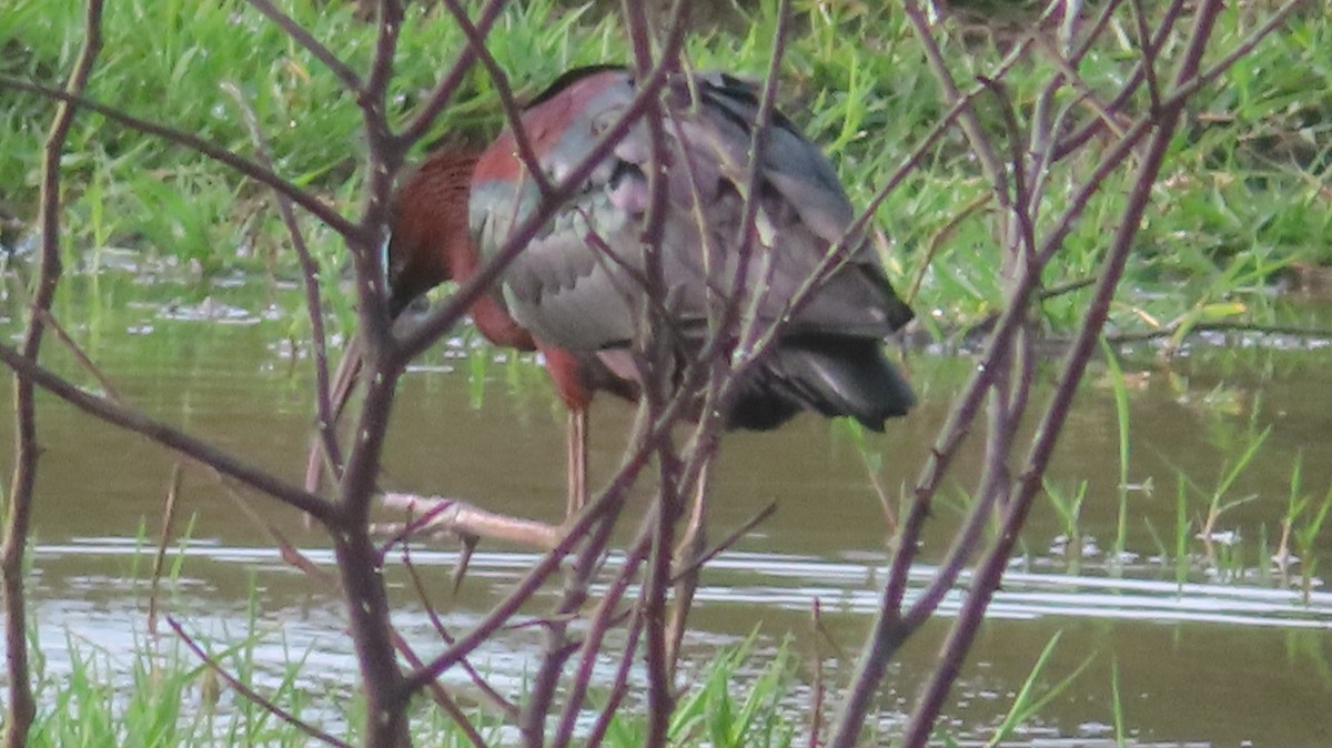 Glossy Ibis - Gregory Allen