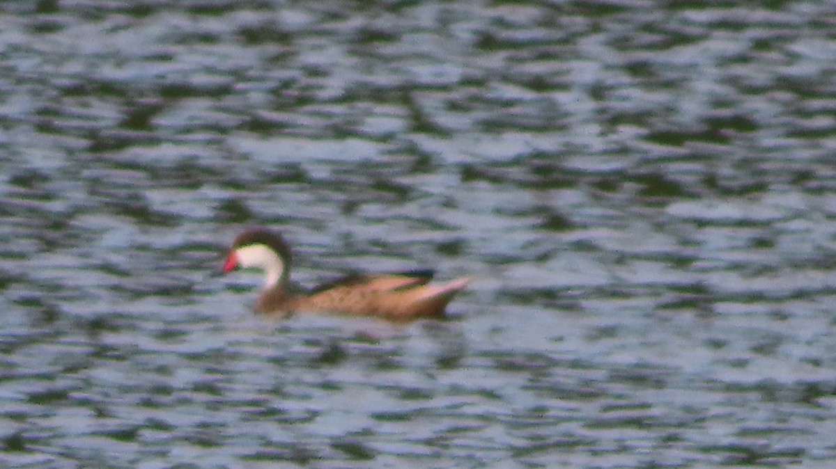 White-cheeked Pintail - ML618702333