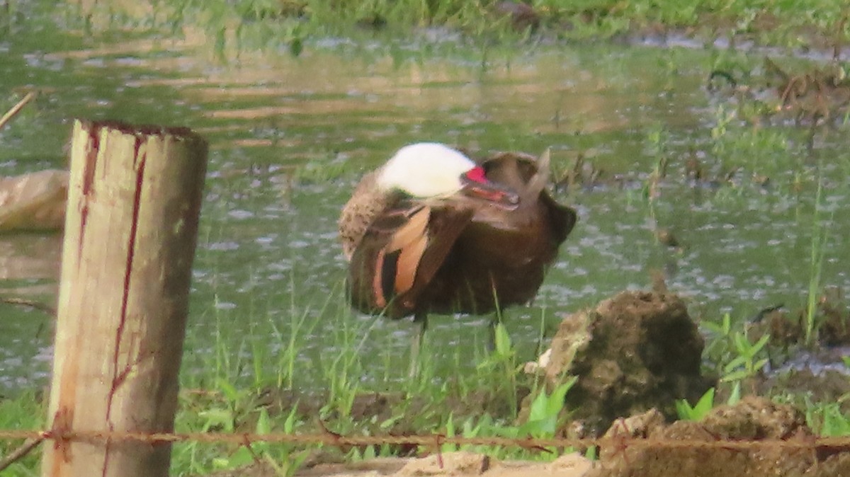 White-cheeked Pintail - ML618702355