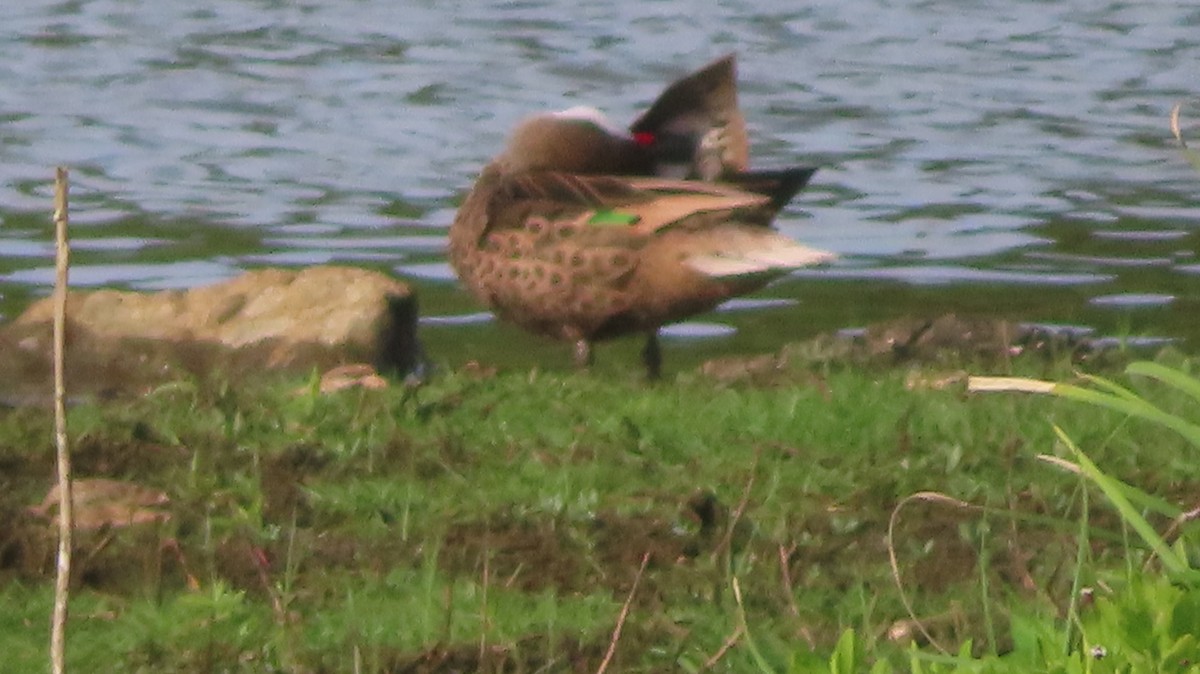 White-cheeked Pintail - ML618702371