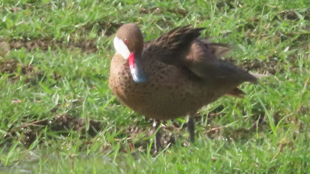 White-cheeked Pintail - ML618702382