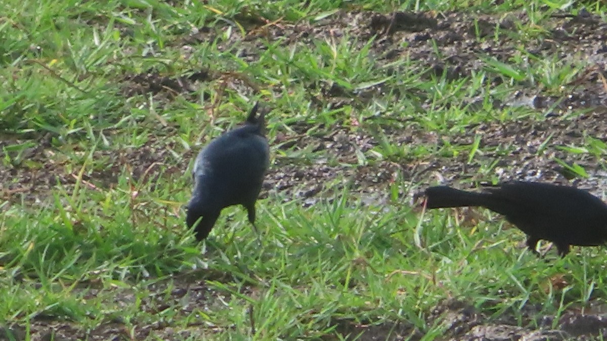 Greater Antillean Grackle - ML618702395