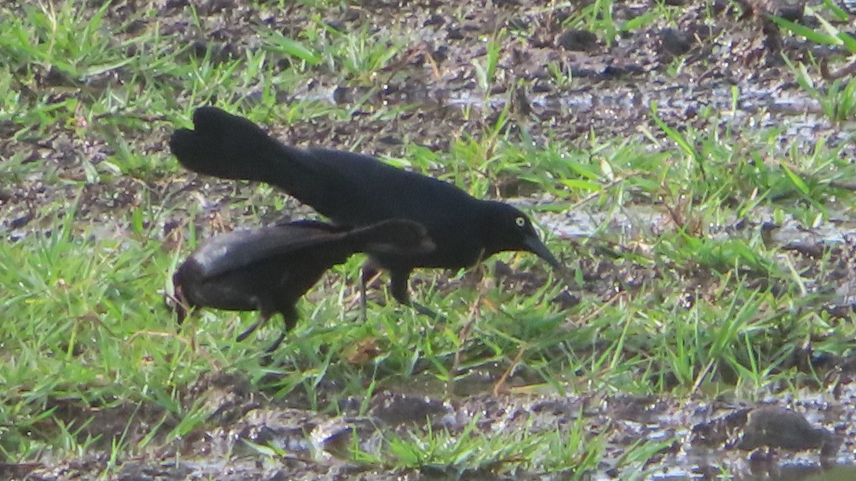 Greater Antillean Grackle - ML618702400