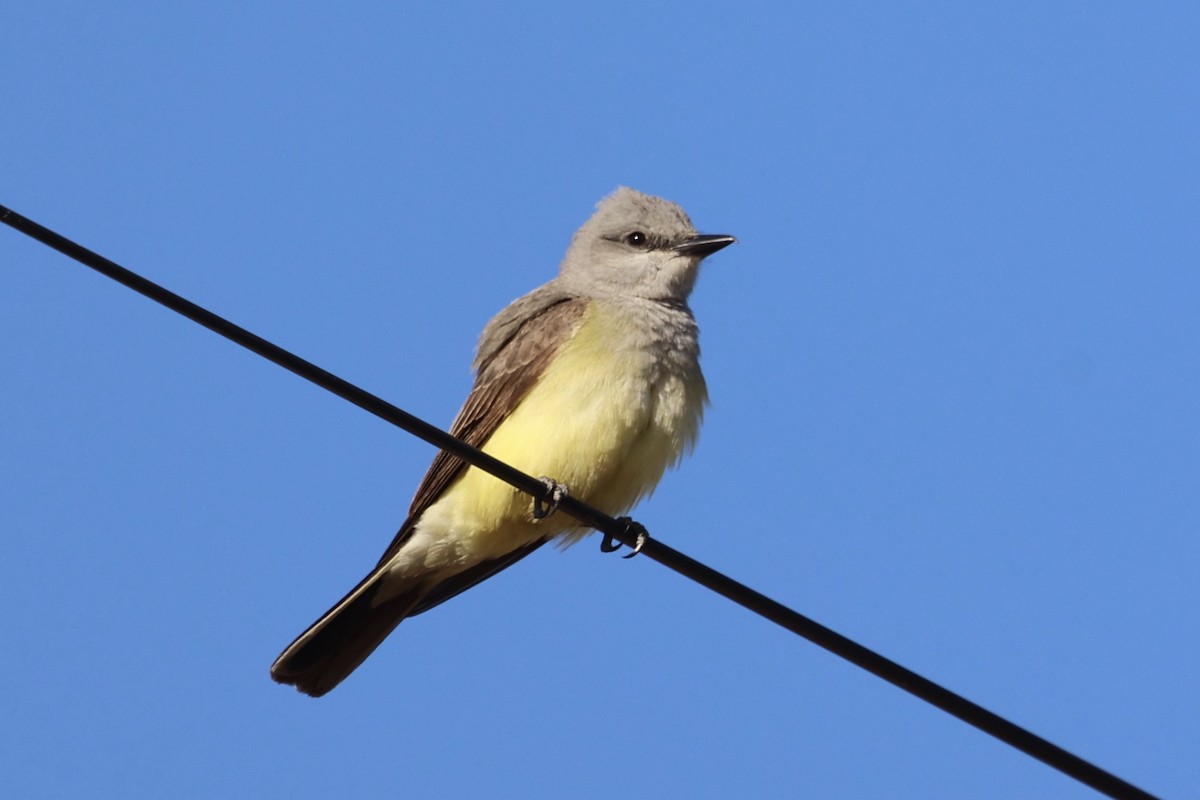 Western Kingbird - ML618702407