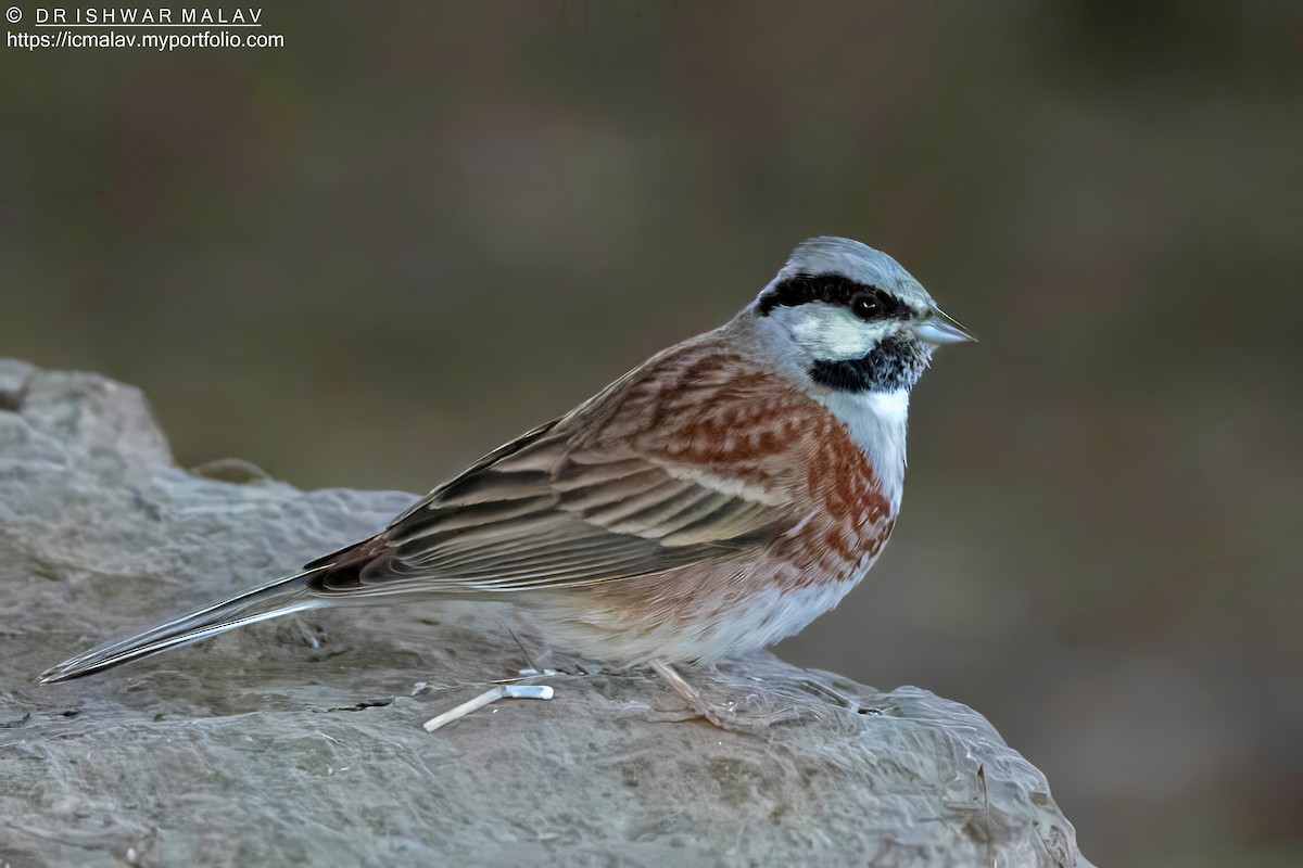 White-capped Bunting - ML618702421