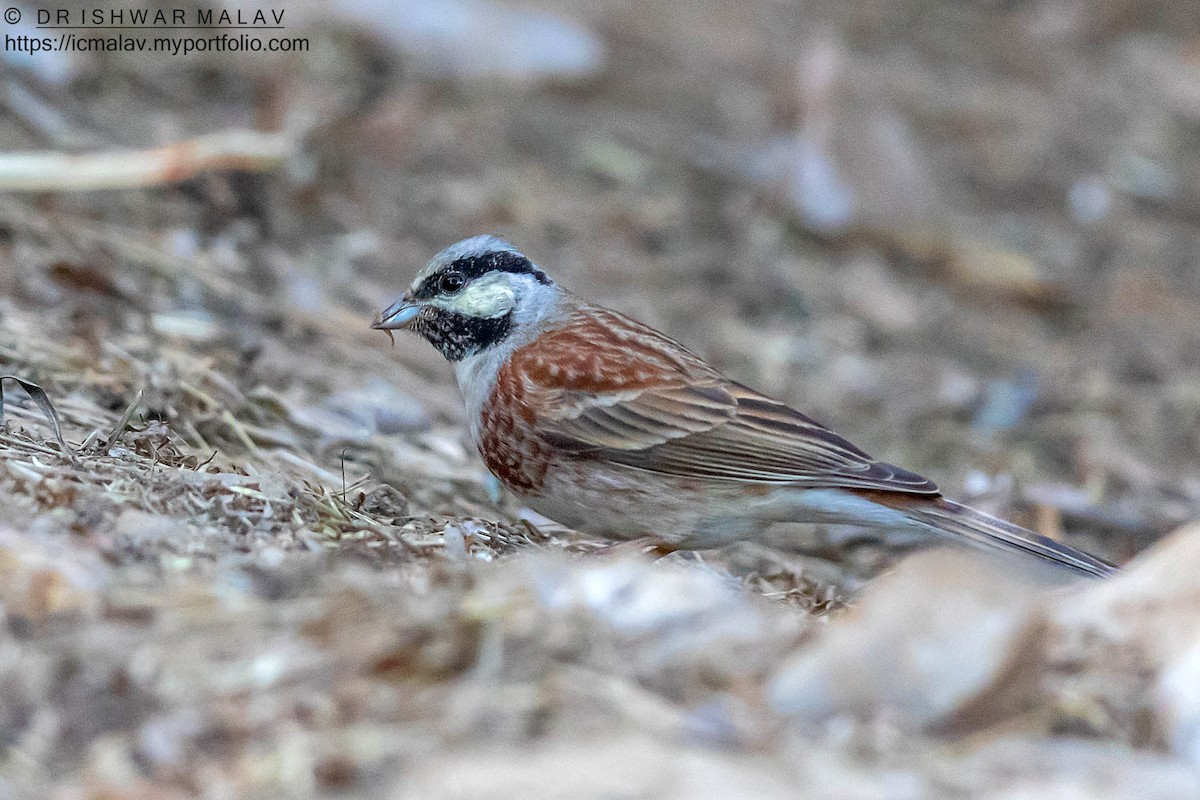White-capped Bunting - ML618702422
