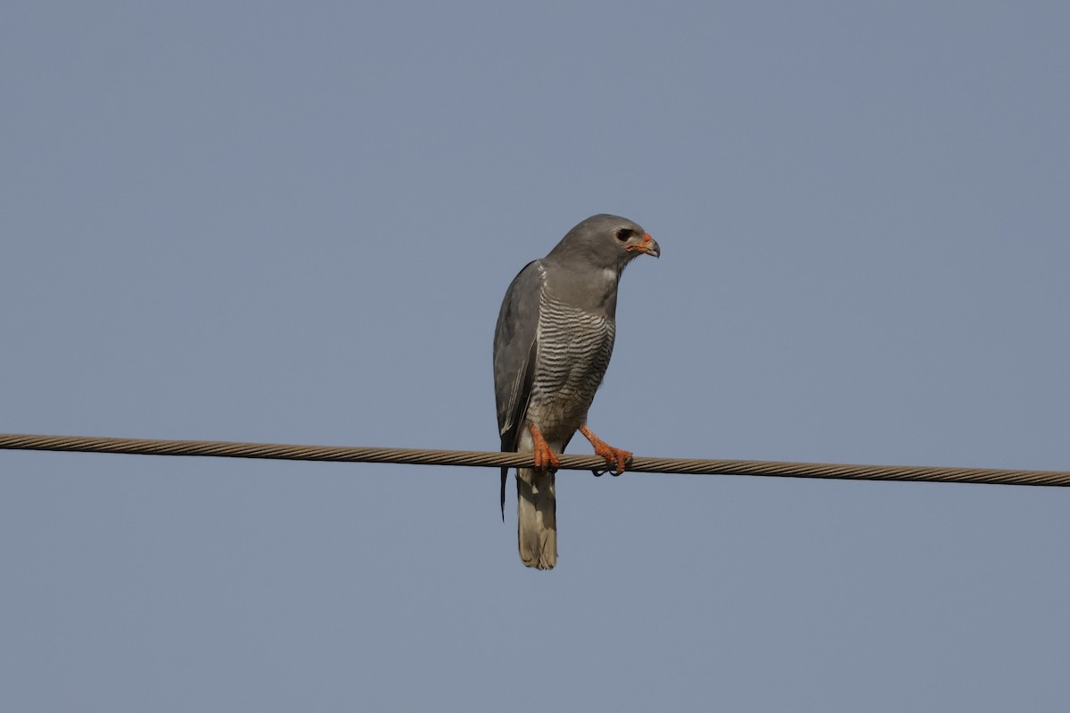 Lizard Buzzard - ML618702459