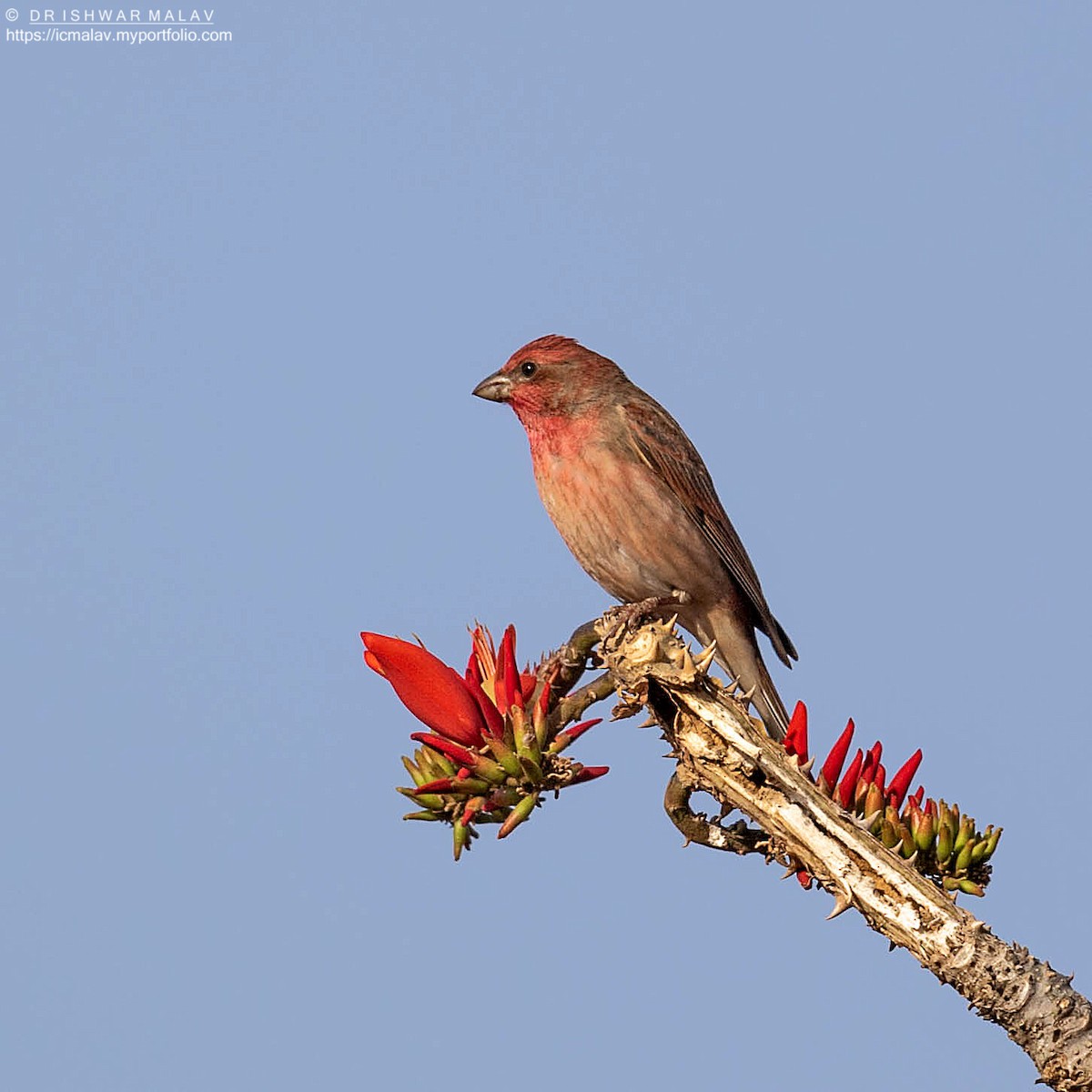Common Rosefinch - Ishwar Malav
