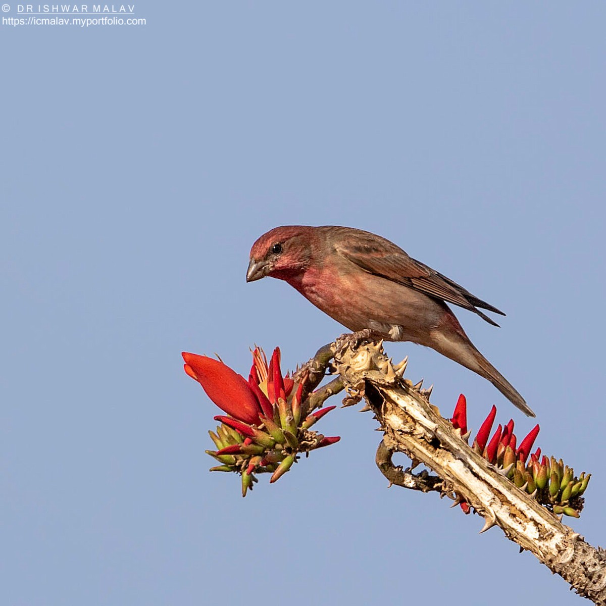 Common Rosefinch - Ishwar Malav