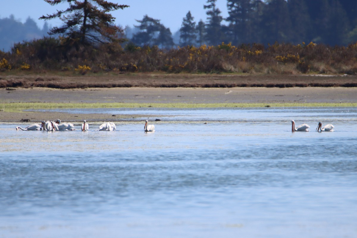 American White Pelican - Daniel Donnecke